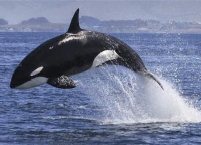 حقایق شگفت انگیز درباره نهنگ ها