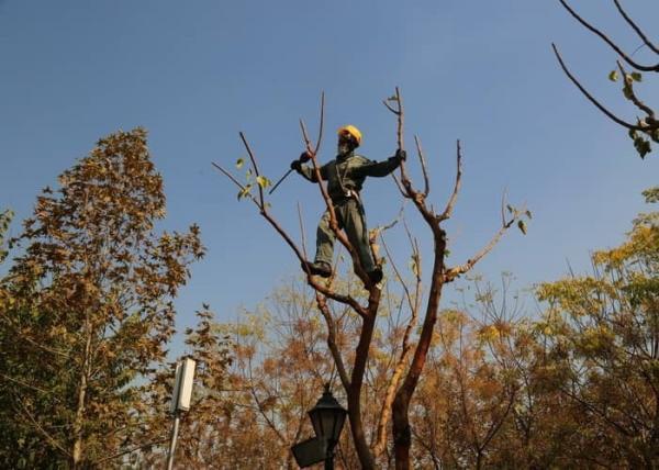 عملیات هرس و بازپیرایی بیش از 24 هزار درخت در معابر و بوستان های منطقه 11 سرانجام یافت
